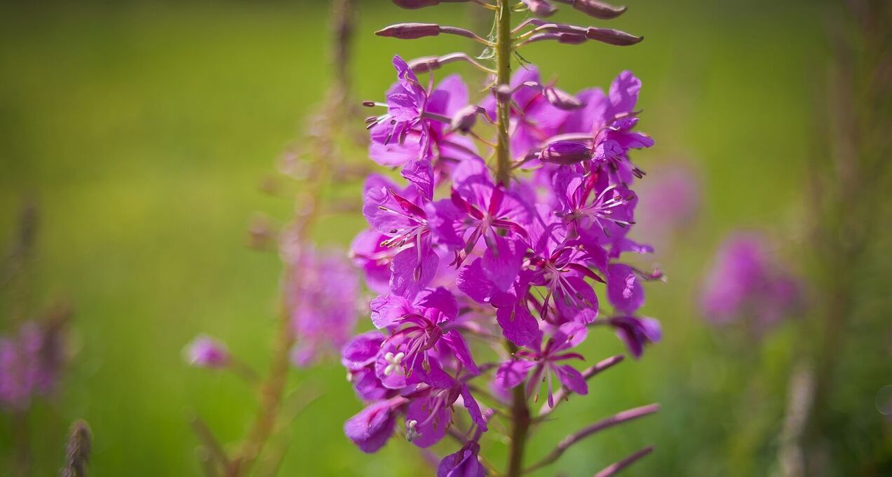 fireweed gizonen osasunerako