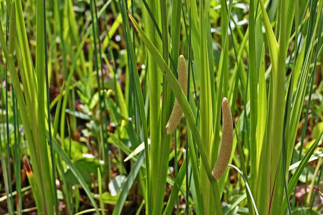 potentziarako calamus belarra