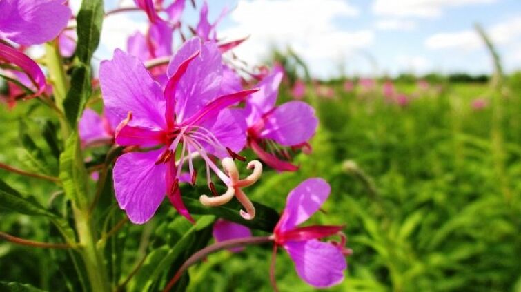 Fireweed infloreszentzia gizonentzat onura ukaezinak dituztenak